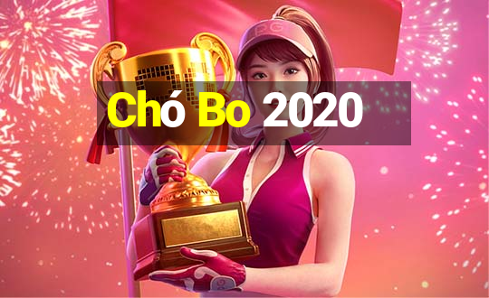 Chó Bo 2020