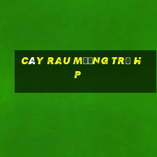 cây rau mương trị hp