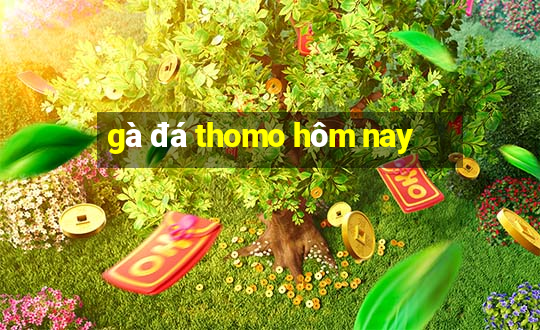 gà đá thomo hôm nay