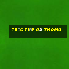 trực tiếp gà thomo