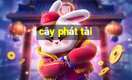 cây phát tài