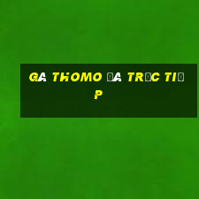 gà thomo đá trực tiếp