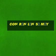 con rắn lớn số mấy