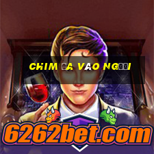 chim ỉa vào người