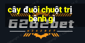 cây đuôi chuột trị bệnh gì