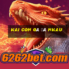 hai con gà đá nhau