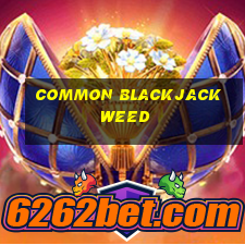 common blackjack weed