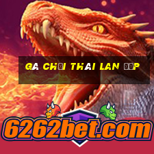 gà chọi thái lan đẹp