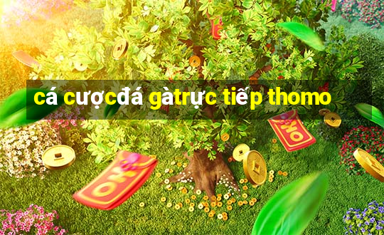 cá cược đá gà trực tiếp thomo