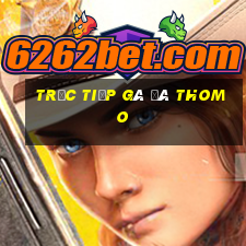 trực tiếp gà đá thomo