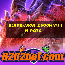 blackjack zucchini in pots