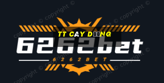 tt cây dương