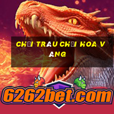 Chọi trâu chọi hoa vàng