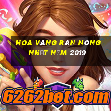 Hoa vàng rán nóng nhất năm 2019