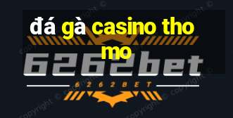 đá gà casino thomo