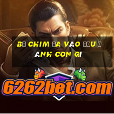 bị chim ỉa vào đầu đánh con gì