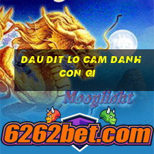 dau dit lo cam danh con gi