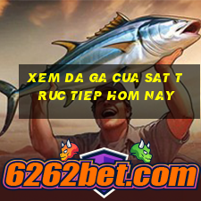 xem da ga cua sat truc tiep hom nay