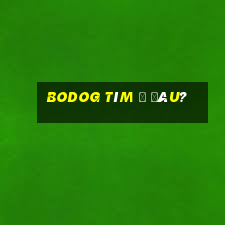 bodOG tìm ở đâu?