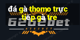 đá gà thomo trực tiếp gà tre