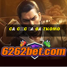 cá cược đá gà thomo