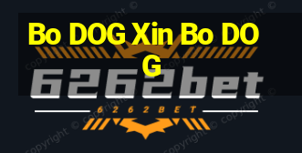 Bo DOG Xin Bo DOG