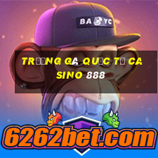 trường gà quốc tế casino 888