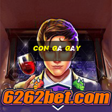 con gà gáy