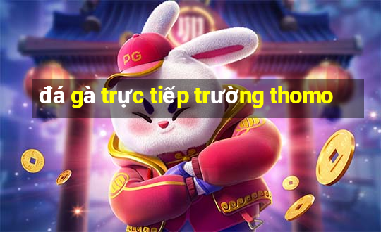 đá gà trực tiếp trường thomo