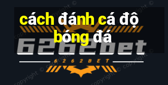 cách đánh cá độ bóng đá