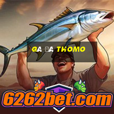 gà đá thomo