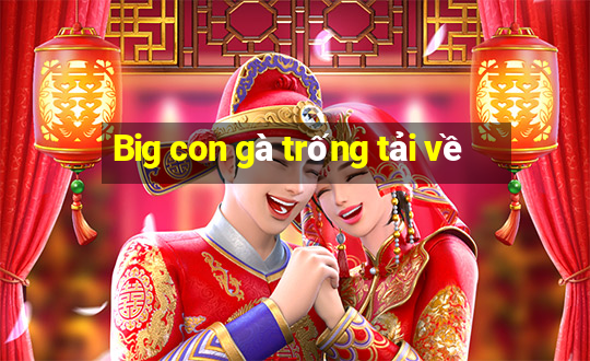 Big con gà trống tải về